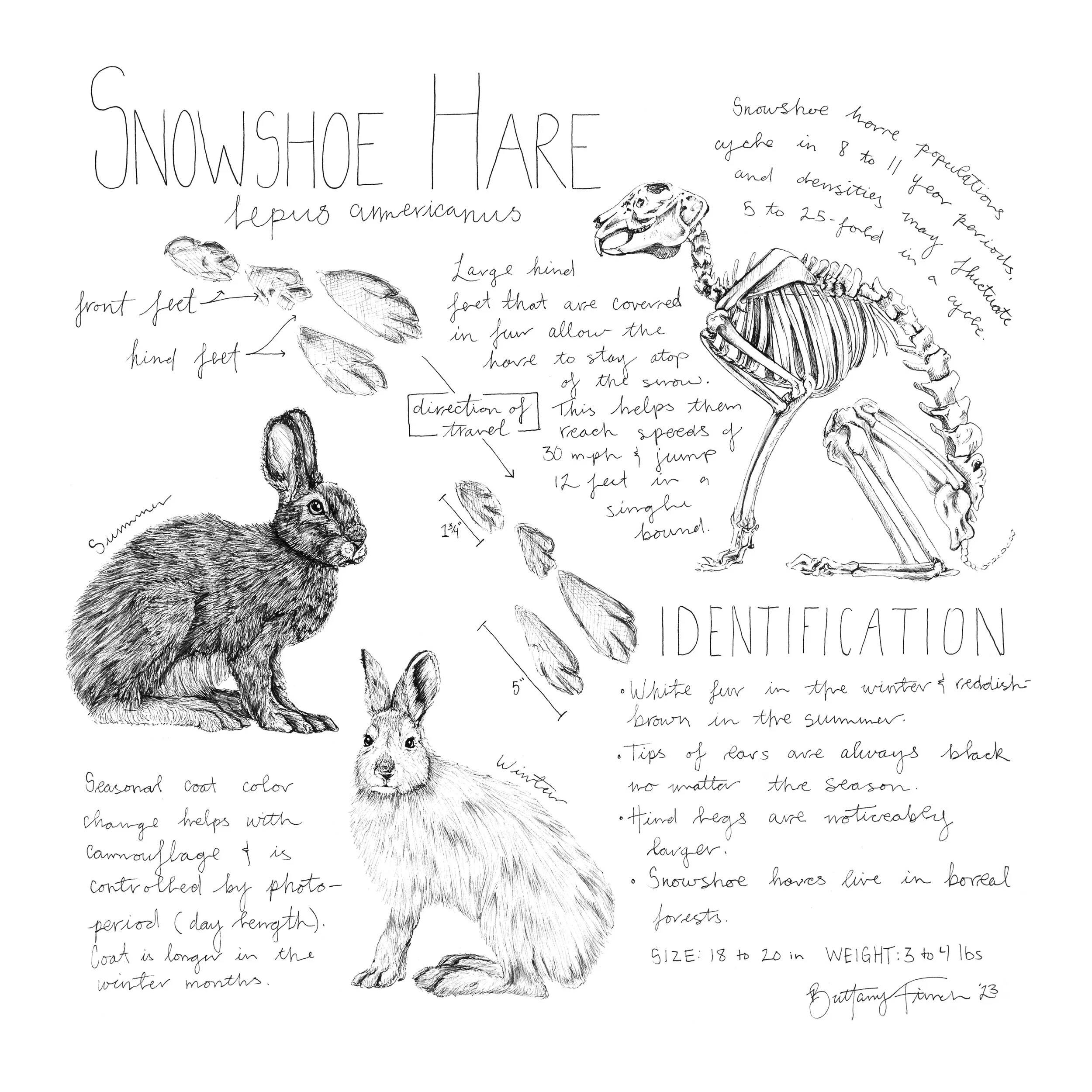 Snowshoe Hare Journal Entry — Brittany Finch Art